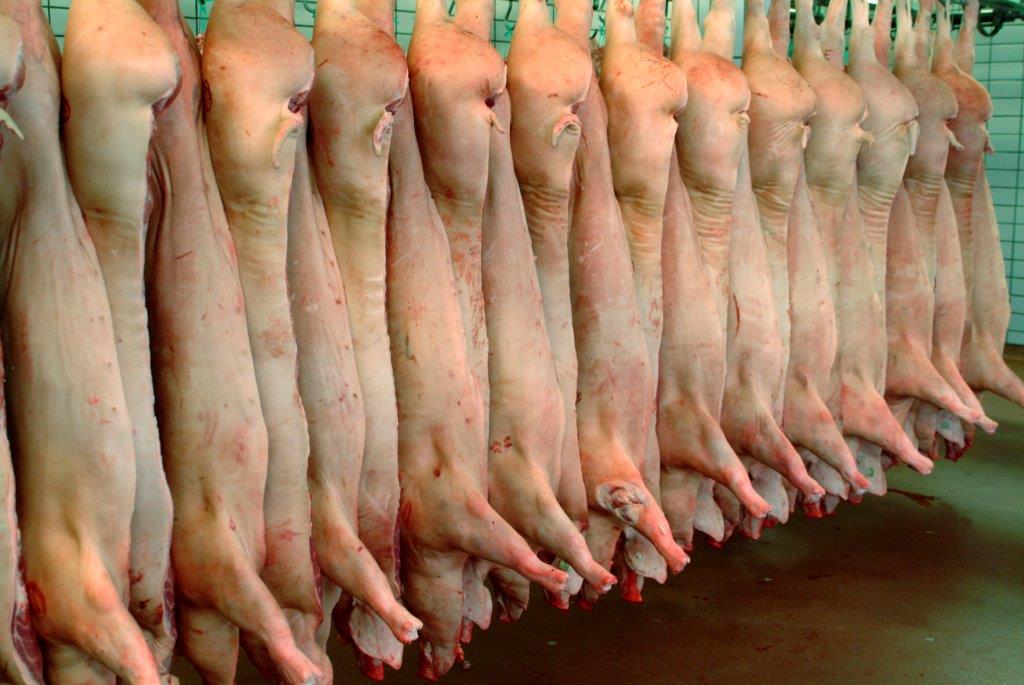 Abattoir porc - carcasse